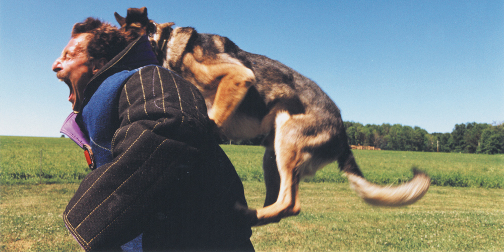 Which Dog Bite Suits Types Exist?